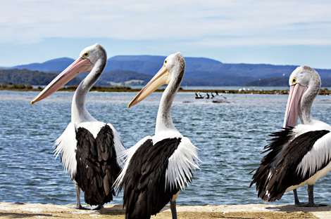 餵食野生大嘴鳥