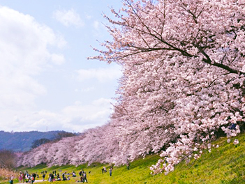 【悠閒時光】大阪京都櫻花祭・花影古韻巡禮６日（京都丹後觀光列車、天橋立電纜車、伊根舟屋、京都嵐山、美山合掌村）