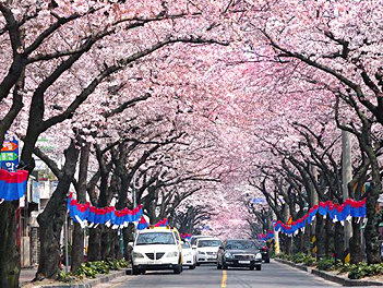 【濟州花花療癒獻櫻情】典農路櫻花隧道、山房山油菜花海、西歸浦治癒森林、神話世界主題樂園、黑皮農場動物園五天《不走人蔘+保肝》(入住2晚五星神話藍鼎+2晚原五花酒店)【德威航空、桃園出發】