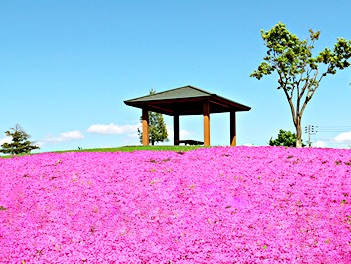 【北海道歐嗨喲】戀戀粉芝櫻、北國道東、八大蟹A5和牛吃到飽、溫泉五日