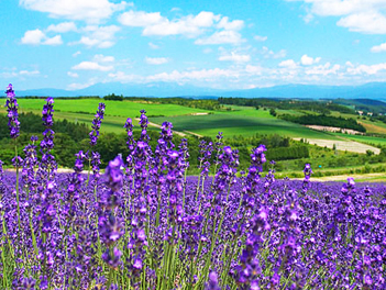 【北海道歐嗨喲】夏戀炫彩北海道．紫醉薰衣草．繽紛美瑛．幻景青池．蟹宴溫泉五日