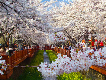 【五星釜山住樂天鎮海賞櫻情】鎮海軍港節、蔚山無去川櫻花步道、E WORLD櫻花節、東大新洞櫻花隧道、天空膠囊列車、加耶主題公園五天（國際五星蔚山樂天酒店１晚）《不走人蔘、保肝店》【真航空、桃園出發】