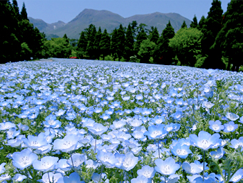 【精緻日本旅遊】福岡粉蝶花 & 鬱金香嘉年華～絕美花海公園、A5和牛燒烤、三大蟹吃到飽溫泉五日（萌熊電車、久住花公園、湯布院、鬼山地獄、門司港、太宰府天滿宮）【星宇航空、熊本進出】