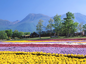 【精緻日本旅遊】福岡粉蝶花 & 鬱金香嘉年華～絕美花海公園、A5和牛燒烤、三大蟹吃到飽溫泉五日（萌熊電車、久住花公園、湯布院、鬼山地獄、門司港、太宰府天滿宮）【星宇航空、福岡進出】