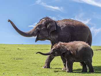 【精緻日本旅遊】熊本FUN風親子同樂必選～自然動物園、水族館、三大蟹美食５日（柳川遊船、SAPPORO啤酒工廠、萌熊電車、海洋世界海之中道、湯布院、海地獄）【星宇航空、熊本進出】