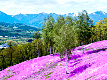 【北海道歐嗨喲】春戀道東．繽紛紛芝櫻．浪漫小樽．清酒體驗．溫泉五日