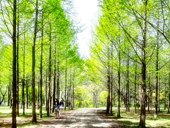 【享去韓國德威陪你玩】南怡島、海苔飯捲DIY+韓服體驗、明洞商圈、塗鴉秀、美食饗宴五天《不走人蔘店+保肝店》（全程無自理餐食）【德威航空、高雄飛金浦】
