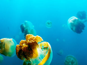 【醉愛帛琉】帛琉海世界經典４日 ( 二次出海、無毒水母湖、硨磲灣海洋獨木舟&網美透明SUP )