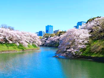【悠閒時光】花現關東賞櫻五日～角川武藏野博物館、富士山纜車、箱根登山鐵道、千鳥之淵、雙溫泉