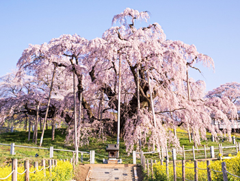【悠閒時光】櫻雨下的浪漫散策~花見東北日本海溫泉七日