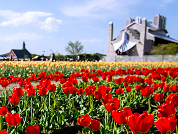 【精緻日本旅遊】北海道道東芝櫻鬱金香、和牛涮涮鍋水酒無限暢飲五日(摩周湖、東藻琴芝櫻公園、男山酒造資料館、上湧別鬱金香公園、旭山動物園)【泰越捷航空、千歲進出】