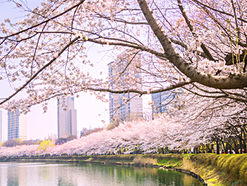 《賞櫻破盤促銷》【鍾情韓國好威風】愛寶樂園、首爾明洞、水原星空圖書館、水果大福DIY+韓服體驗+海苔博物館+韓流潮拍大頭貼、美食饗宴五天《不走人蔘+保肝》【德威航空、台中出發】