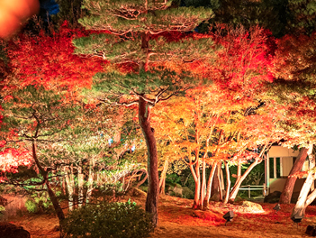 【精緻日本旅遊】秋賞楓夜山陰山陽漫遊記美食溫泉五日(岡山後樂園、夜訪倉敷美觀地區、由志園夜間賞楓、夢幻花鳥園、出雲大社、鳥取沙丘)【星宇航空、台中直飛神戶】