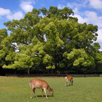 奈良公園