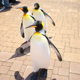 尼克斯海洋公園