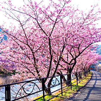 静岡縣 / 伊豆河津櫻