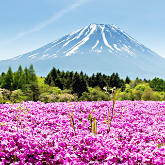 山梨縣 / 富士芝櫻祭