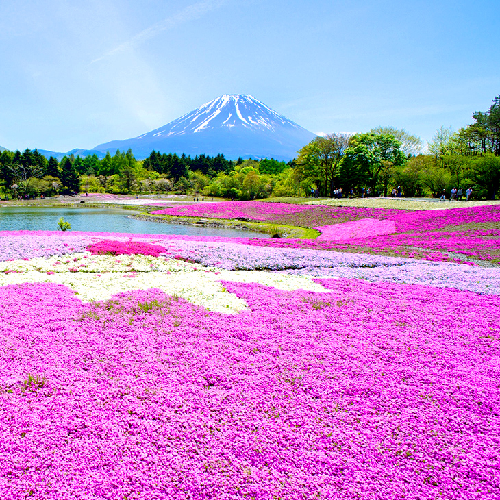 山梨縣 / 富士芝櫻祭