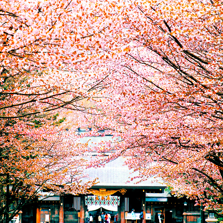 札幌市 / 北海道神宮