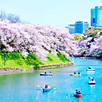 東京都 / 千鳥之淵