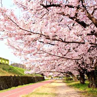 福岡縣 / 舞鶴公園