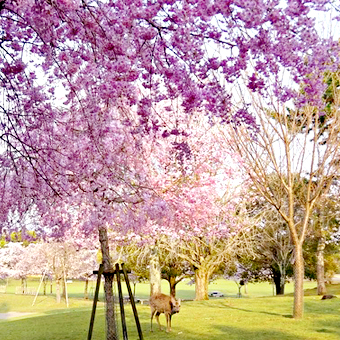 奈良公園