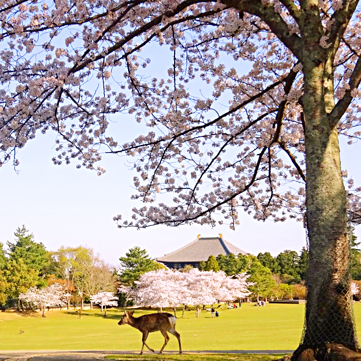 奈良公園