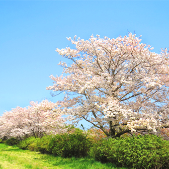 平城宮跡