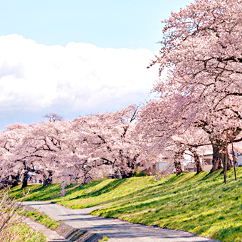 宮城縣 / 白石川堤