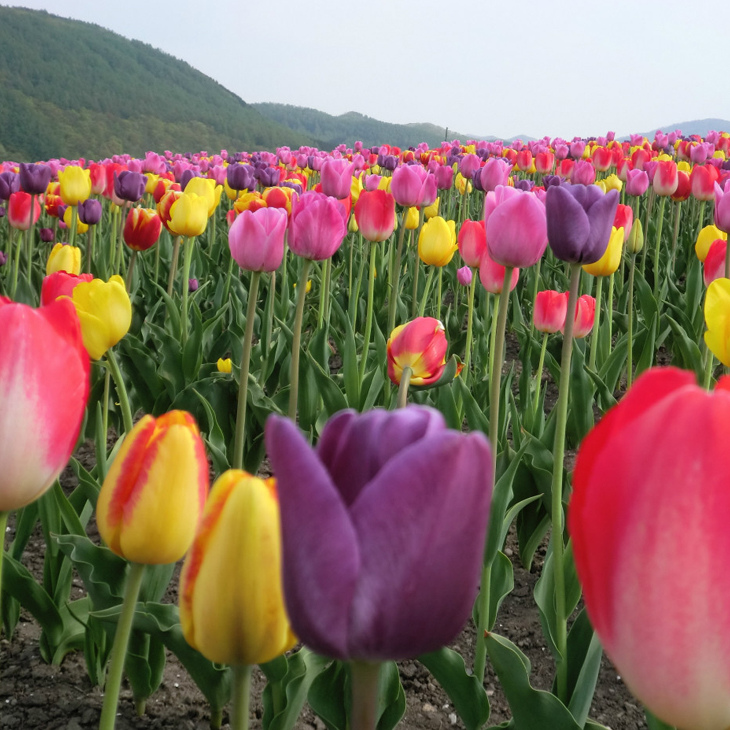 北海道