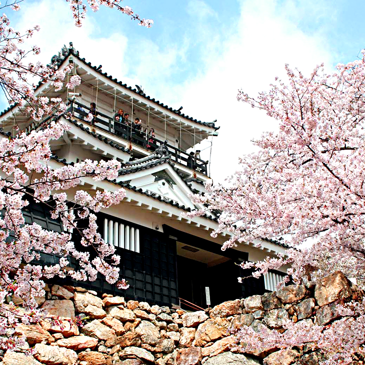 🌸 JP|日本